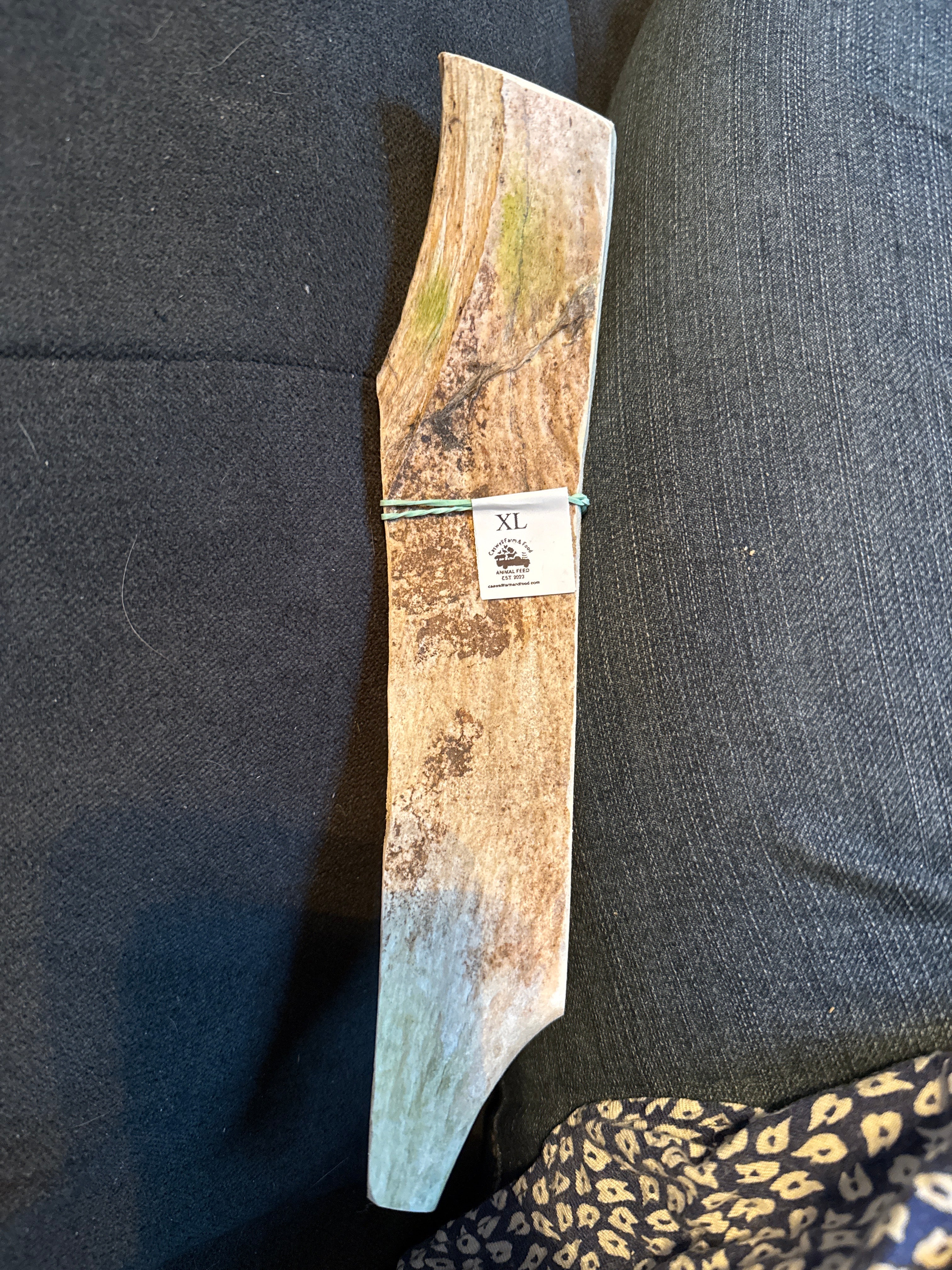 Moose Antler : XL 9-10 in