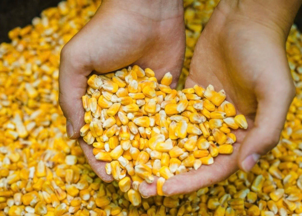 Deer & Turkey whole corn 50lb