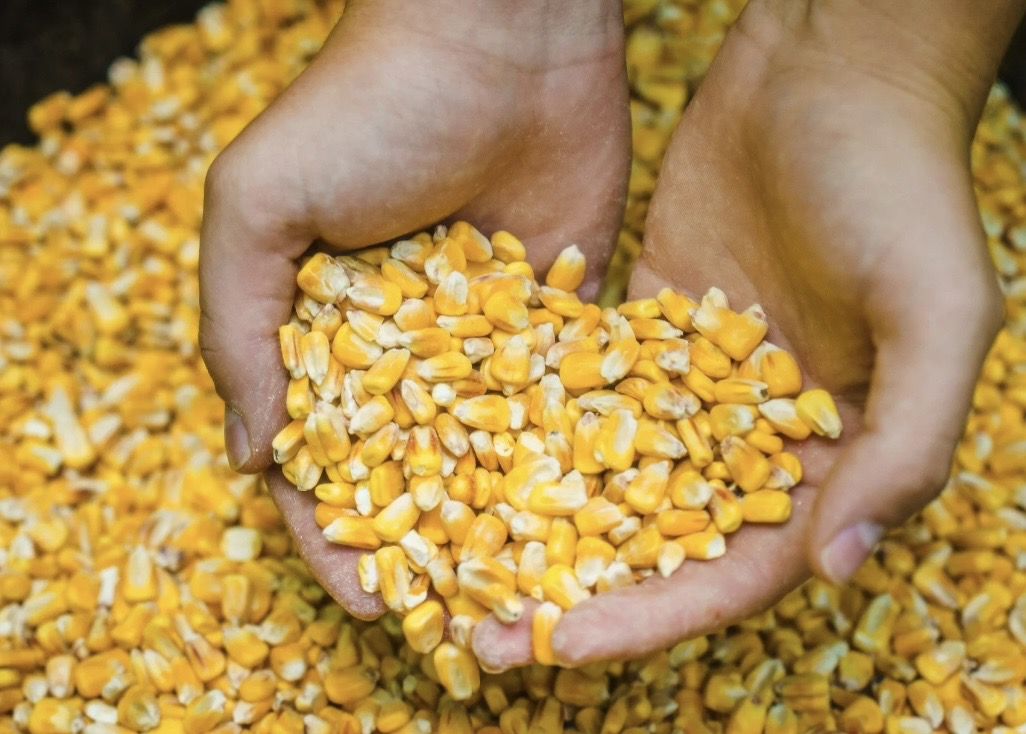 Deer & Turkey whole corn 50lb
