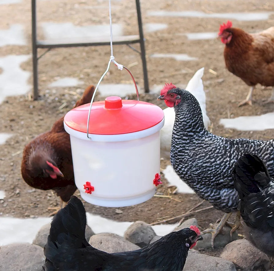 2 Gallon Heated Poultry Drinker