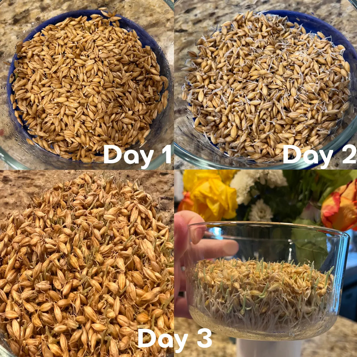 Whole Barley