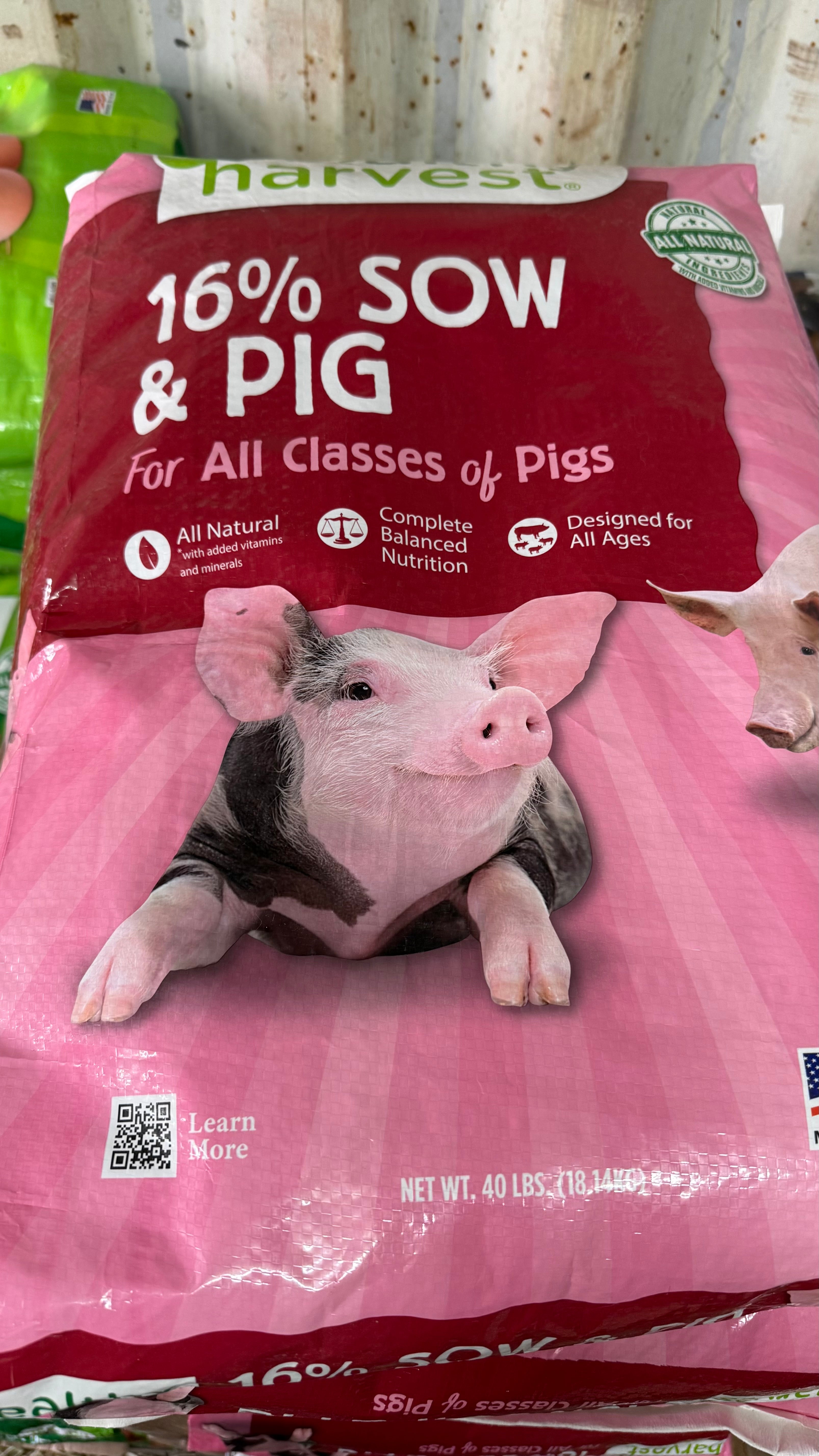 16% Sow & Pig