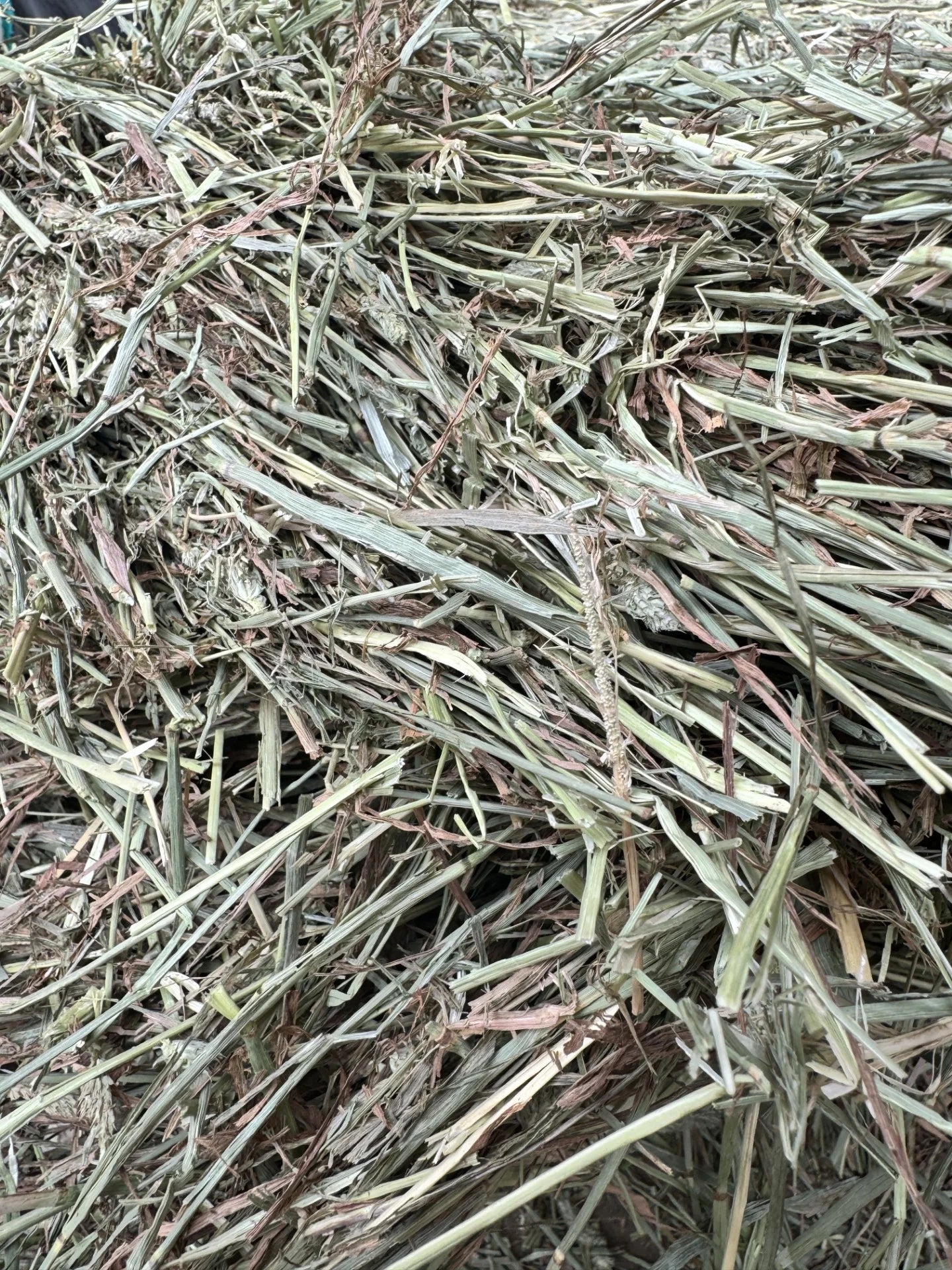Timothy Hay (Premium) compressed