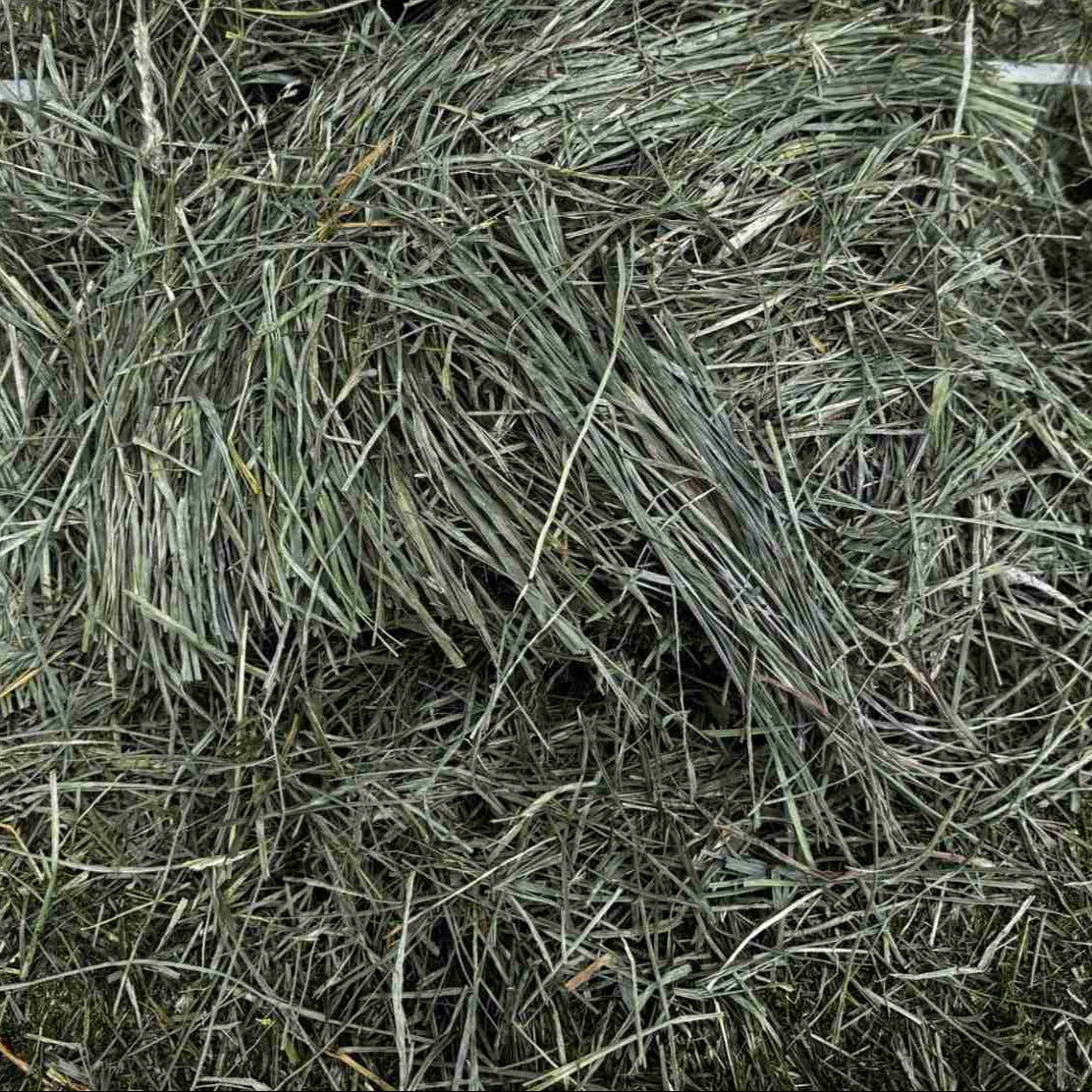 Orchard Grass Hay