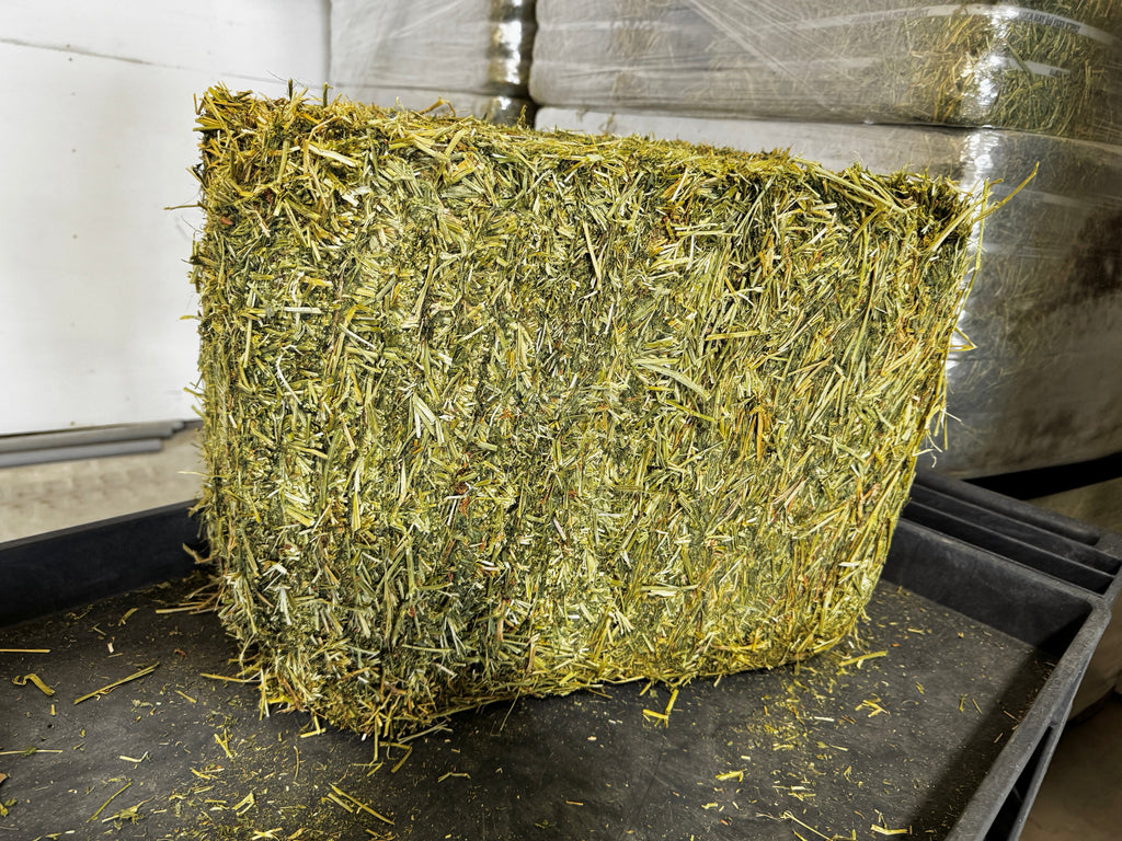 Alfalfa Hay