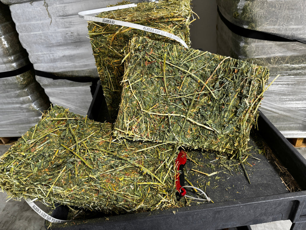 Alfalfa Hay