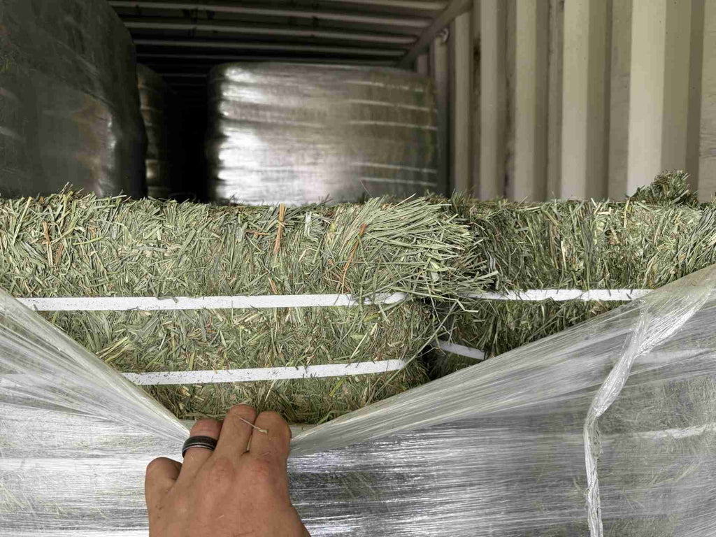 Orchard Grass Hay
