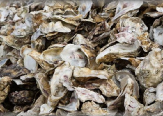 Oyster Shell Lay Blend