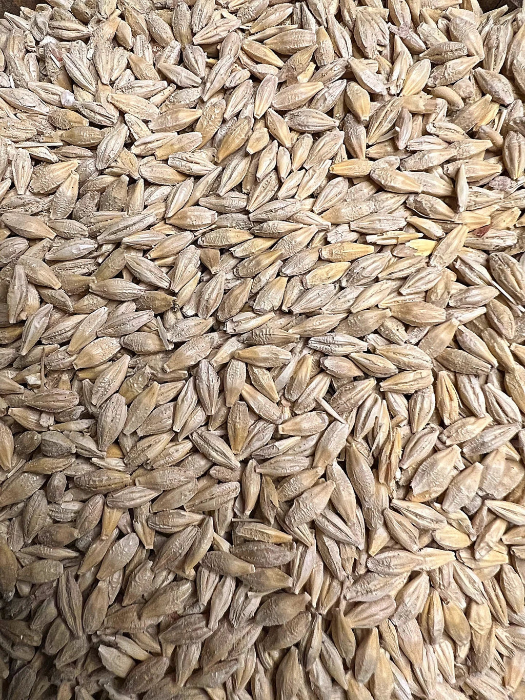 Whole Barley