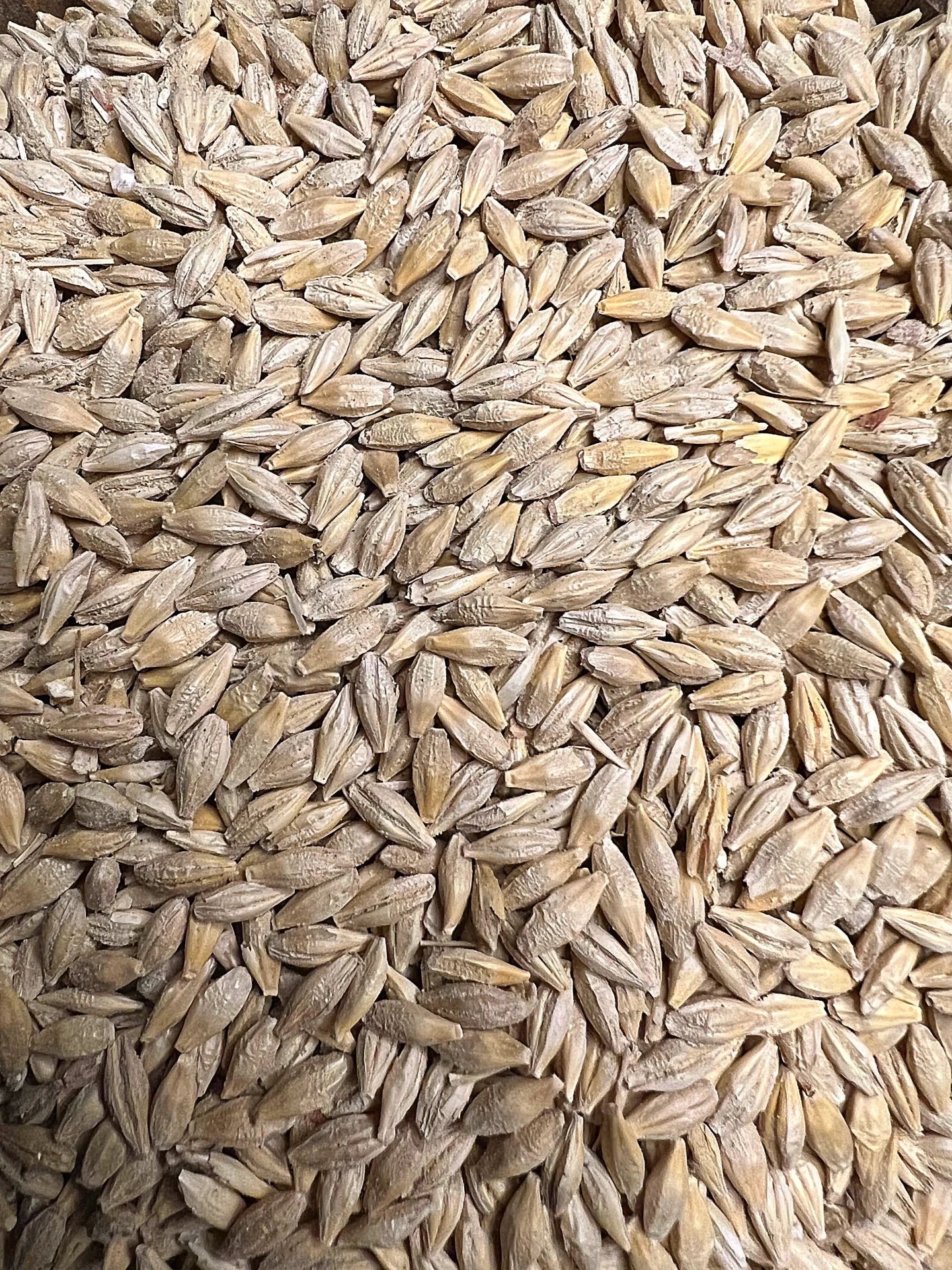 Whole Barley