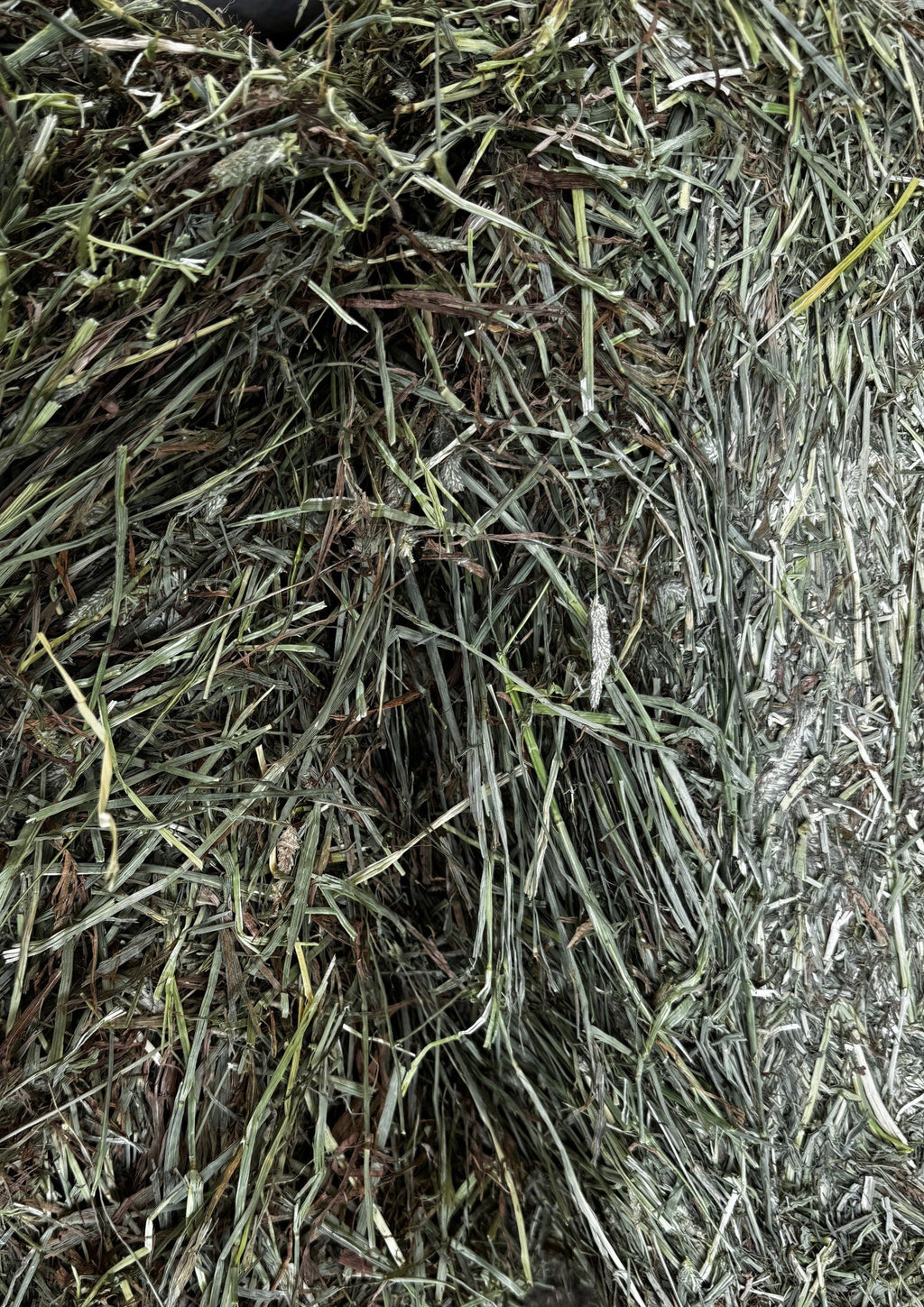 Timothy Hay (Premium)