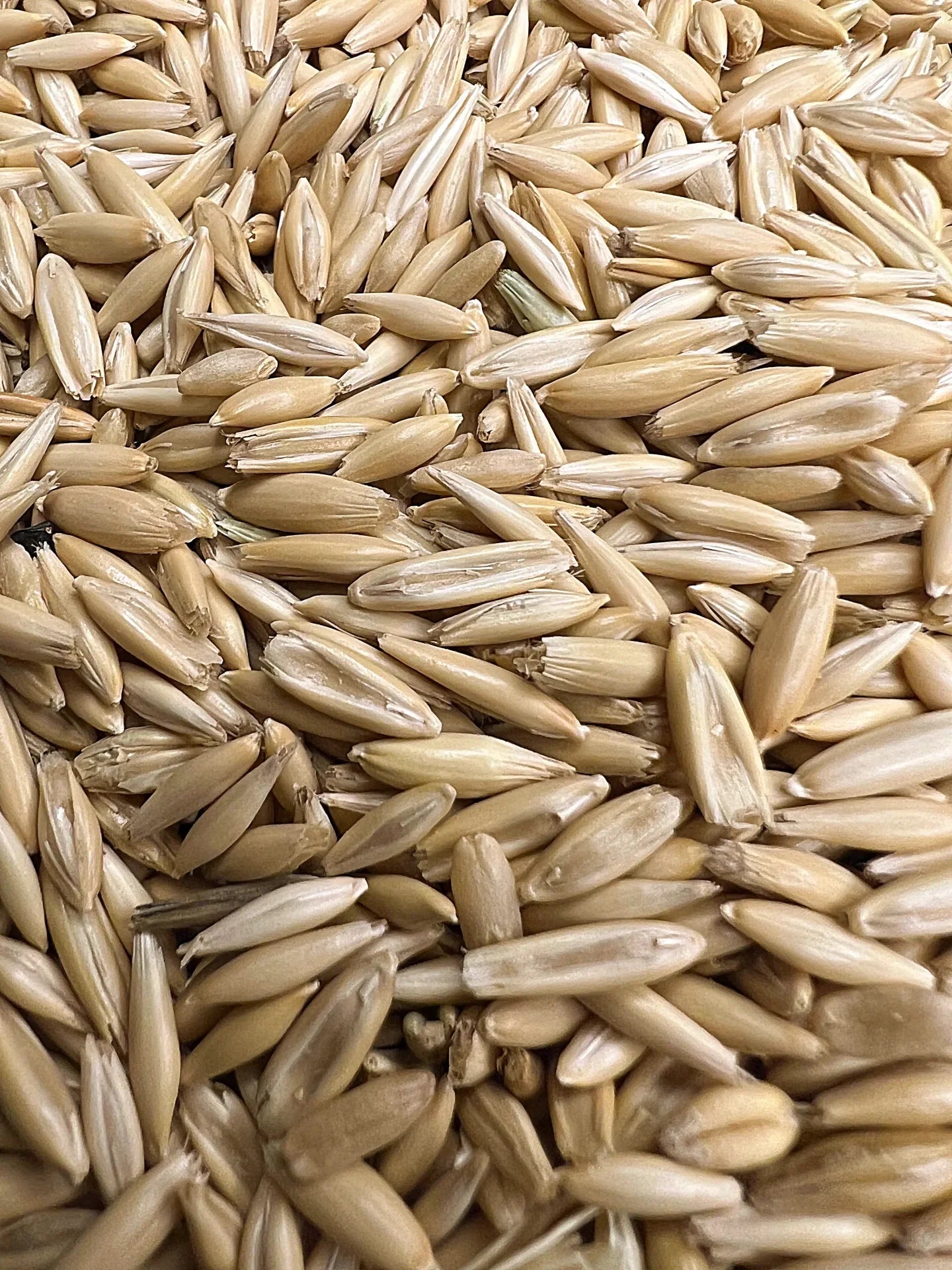 Whole Oats